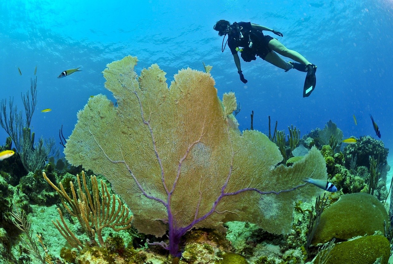 diver under the ocean at a reef 